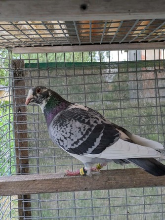 photo_2025-05-30_11-56-13 (2).jpg